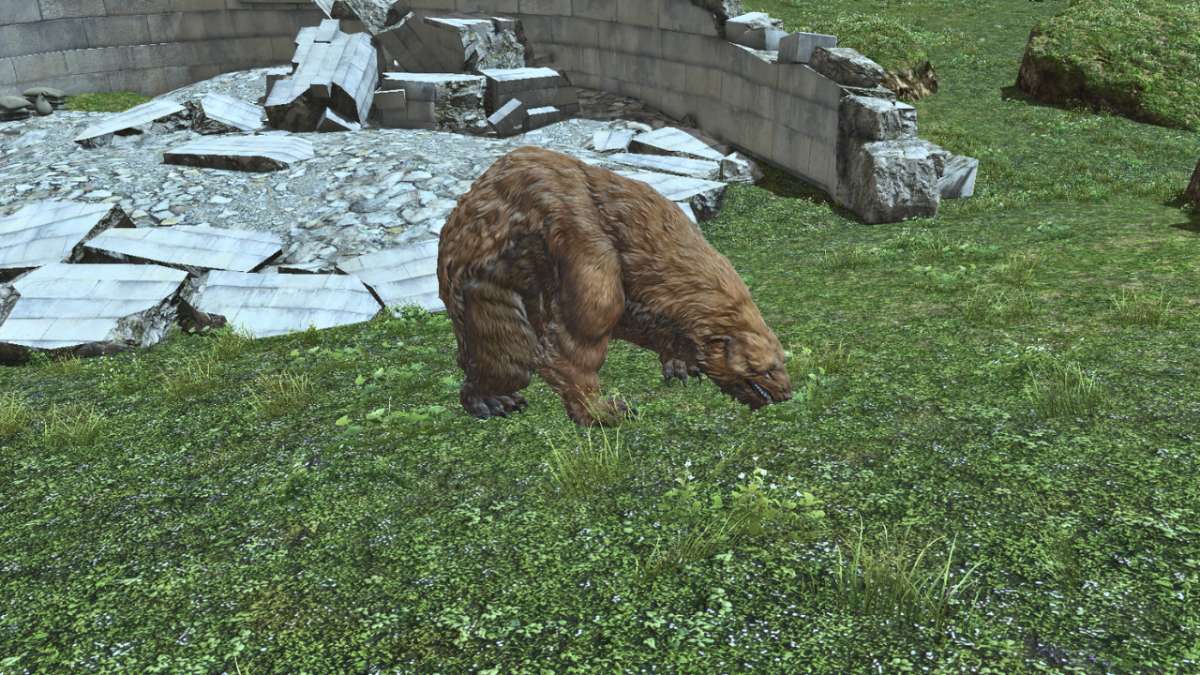 サンベアーの画像