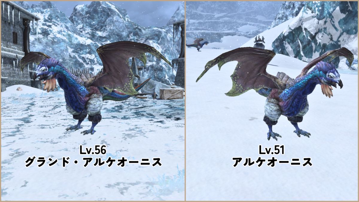 2種類のアルケオーニスの粗皮狩りスポット